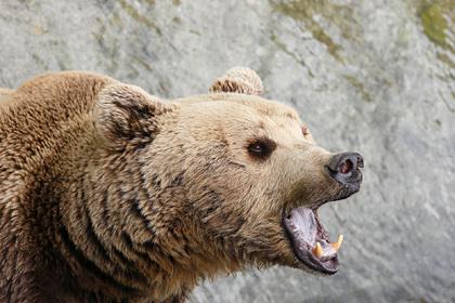 В России медведь убил мужчину и скрылся в неизвестном направлении