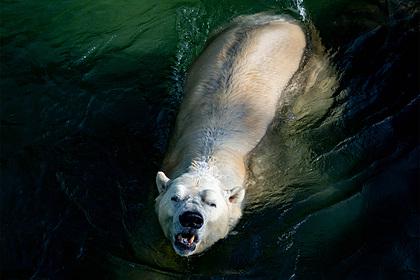 Ошибка в документах привела к инцесту у белых медведей в зоопарке