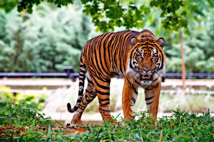 Тигрица выбежала из клетки и убила работника зоопарка