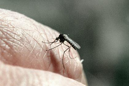 Опровергнут миф о вкусовых предпочтениях комаров