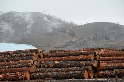 Россия ограничит экспорт дерева