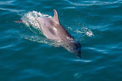 В Норвегии отказались считать дельфинов милыми и захотели открыть на них охоту
