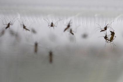 Россиян предупредили о 100 видах кровососущих комаров