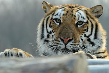 Тигры убили смотрителя и сбежали из зоопарка