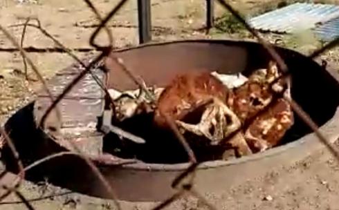 Мусор и мертвые животные: стихийный полигон тревожит жителей села в Шетском районе
