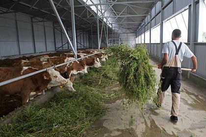 В Дании предложили упаковывать еду и напитки в остатки корма для скота
