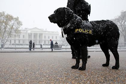 В США собак-полицейских досрочно отправили на пенсию из-за канабиса