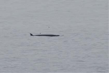 Редкого 15-метрового кита заметили у берегов Шотландии
