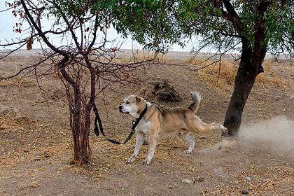 Описана индустрия гладиаторских боев между собаками и людьми в России