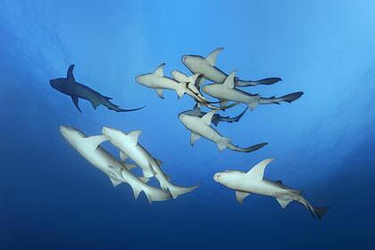 Установлен факт массового вымирания акул 19 миллионов лет назад