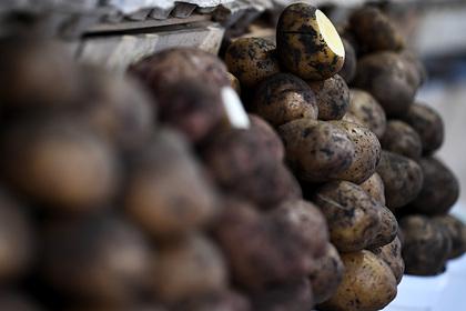 Белоруссию попросят помочь России с картофелем