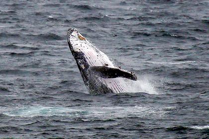 Подросток оказался в коме из-за выпрыгнувшего из воды кита