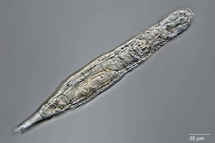 Ученые оживили арктических червей возрастом 24 тысячи лет