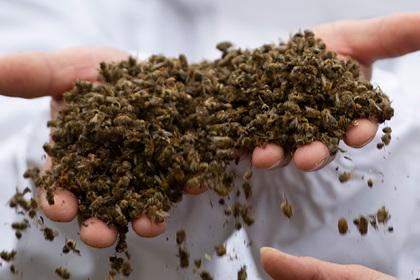 В российском регионе погибли миллионы пчел