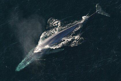 В Индийском океане нашли популяцию вымирающих китов по их песням