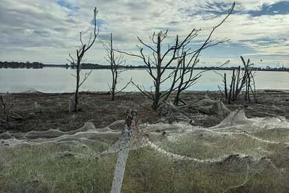 Миллионы пауков сбежали от потопа и устроили «апокалипсис»
