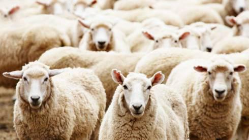 9 овец похитил скотокрад из загона в Карагандинской области