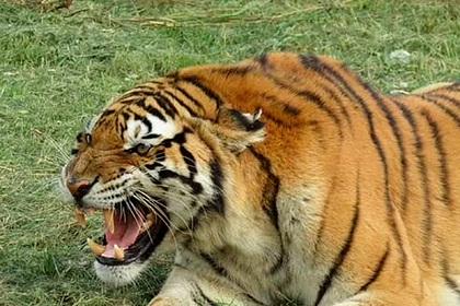 Тигр вырвался из вольера, растерзал смотрителя и домогался до тигрицы