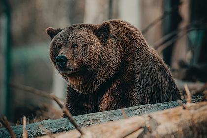 Появились подробности смертельного нападения медведя на туристов в нацпарке