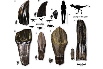 В Арктике нашли останки динозавров