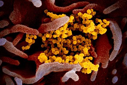 Эпидемия коронавируса поразила человечество более 20 тысяч лет назад