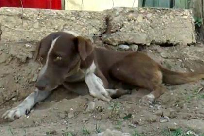 Верный пес продолжил ждать погибшего хозяина на месте трагедии