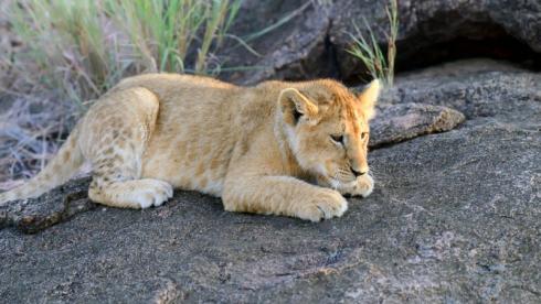 Названа причина гибели льва, захороненного в парке Караганды