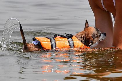 Ветеринары предупредили об опасностях водоемов для собак в жару