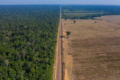 Крупнейшие леса в мире защитят армией