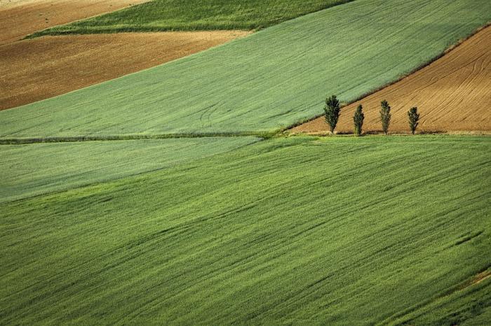 С сегодняшнего дня в Украине можно покупать землю. Закон об открытии рынка сельхозземели вступил в силу