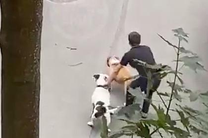 Стали известны подробности нападения двух псов на мужчину и собаку в Петербурге