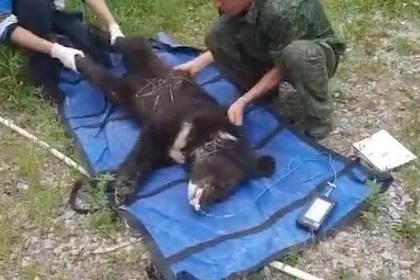 В Приморье спасли истощенного медвежонка