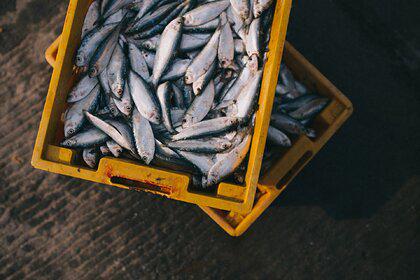 Названы пять признаков непригодной для еды рыбы