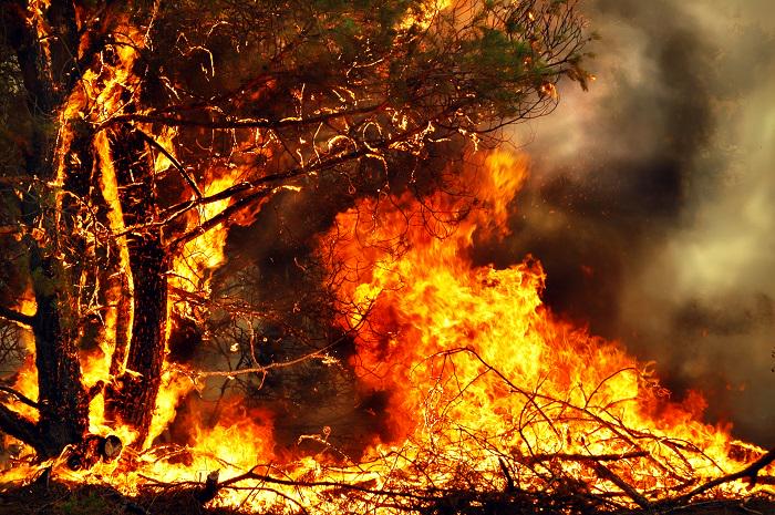 Из-за масштабных лесных пожаров на Кипре погибли четыре человека