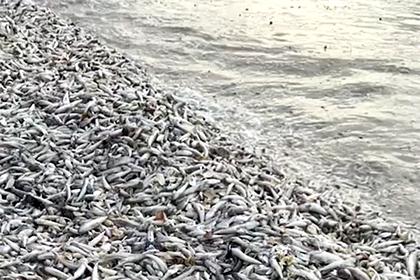 В российском регионе массово погибла рыба