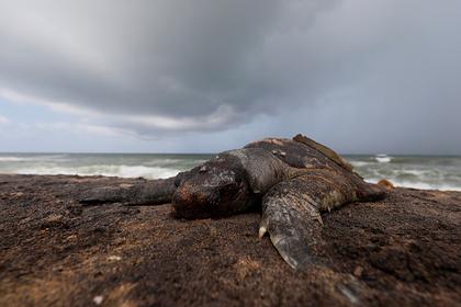Сотни трупов отравленных животных усеяли берег Индийского океана