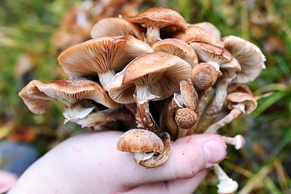 Ученый предсказал рекордный урожай грибов в Свердловской области