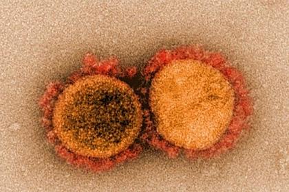 Разработан новый эффективный способ борьбы с коронавирусом