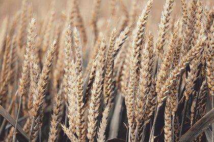 Украине предрекли «зерновое проклятие»