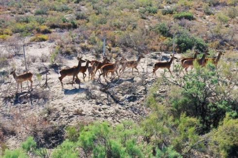 Более 60 краснокнижных оленей выпускают в Иле-Балхашский резерват