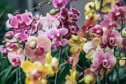 На Таганае проведут перепись редких орхидей