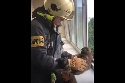В Смоленске из пожара в квартире спасли более десяти кошек