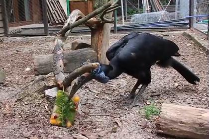 В Калининградском зоопарке животных начали кормить мороженым и купать в бассейне