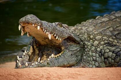 Гигантский крокодил откусил ногу сторожу