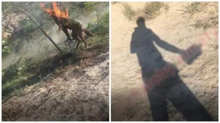 Казахстанец заживо сжег собаку: депутат обещает 100 тыс тг тому, кто найдет изверга