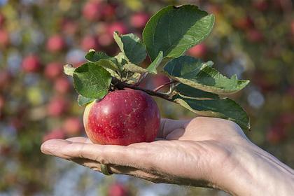 Диетолог рассказала о пользе яблок и груш при похудении