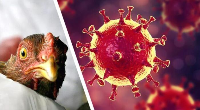 В Индии от птичьего гриппа умер 11-летний ребенок. Это первый случай в стране