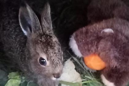 Жительница Новосибирска спасла дикого зайца от гибели