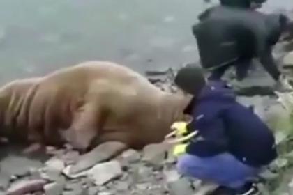 Жители Чукотки помогли выжить моржихе