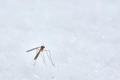 Эксперт рассказала о вызывающих серьезный риск для здоровья укусах насекомых